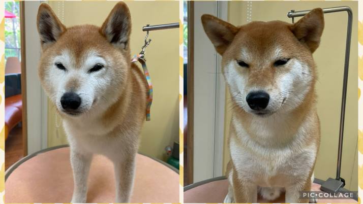 豆助ちゃん福助ちゃん
