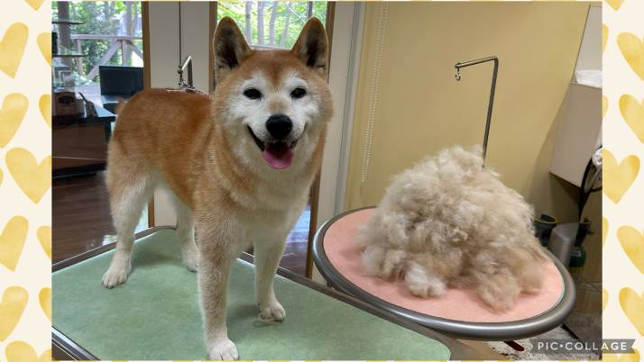 換毛期！｜佐倉市の動物病院なら若山動物病院