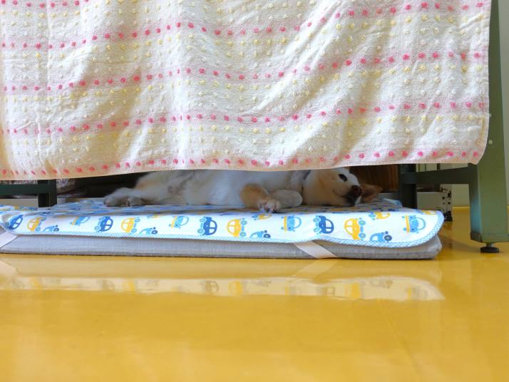 目隠しされたベッドでまったりするシロ