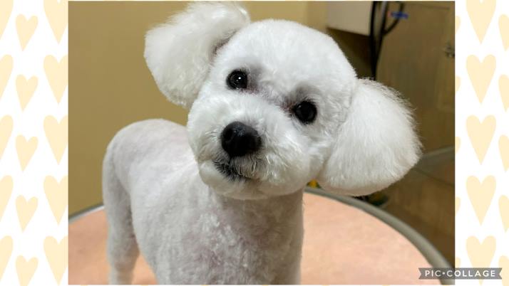 ニコちゃん