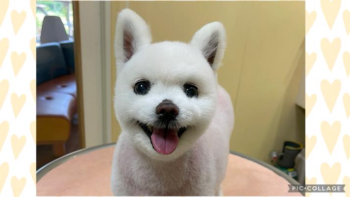 肉球を守ろう｜佐倉市の動物病院なら若山動物病院