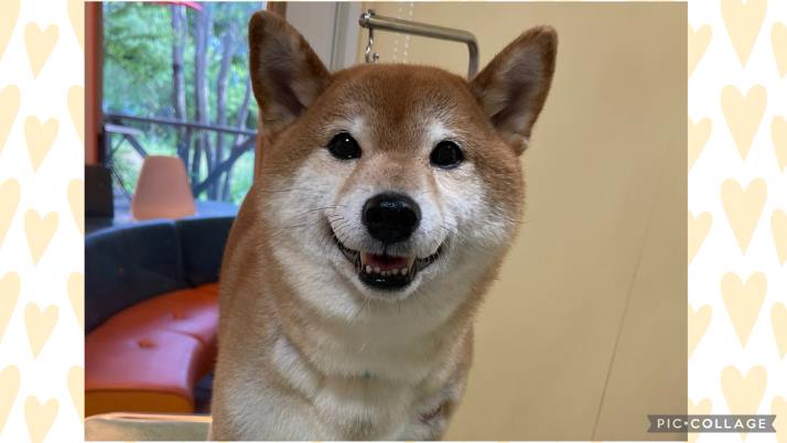 みやびちゃん