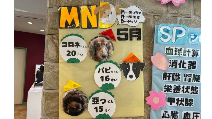 MNDC｜佐倉市の動物病院なら若山動物病院