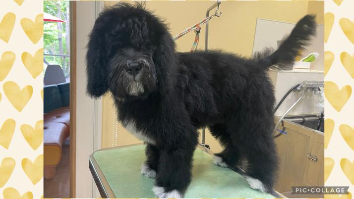 子犬ちゃん♡｜佐倉市の動物病院なら若山動物病院
