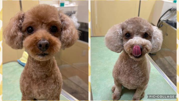 家族っていいね！｜佐倉市の動物病院なら若山動物病院