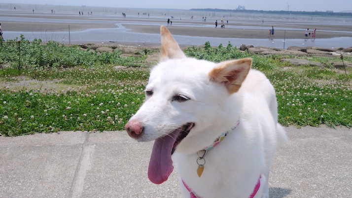 夏のお散歩｜佐倉市の動物病院なら若山動物病院