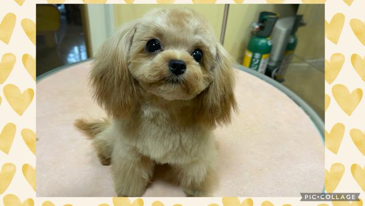 エンジェルちゃん