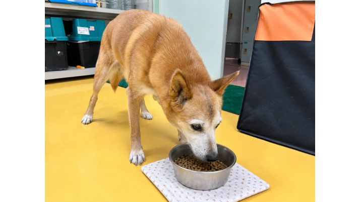 早食い｜佐倉市の動物病院なら若山動物病院