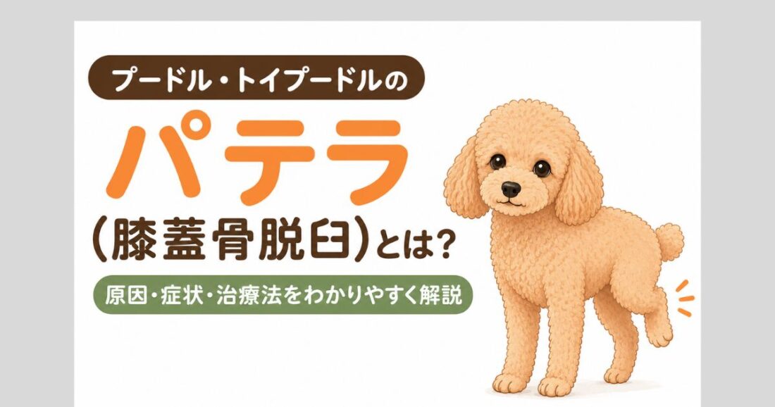プードル・トイプードルのパテラ（膝蓋骨脱臼）｜ケンケン歩き・後ろ足を上げる症状と原因・治療法のアイキャッチ