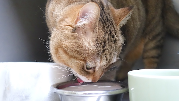 水飲みおきく