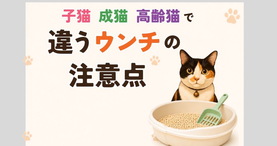 子猫・成猫・高齢猫で違うウンチの注意点