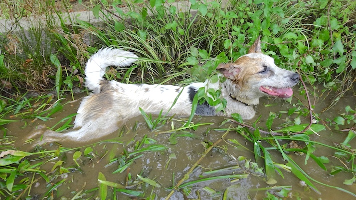 水に浸かるルーサー