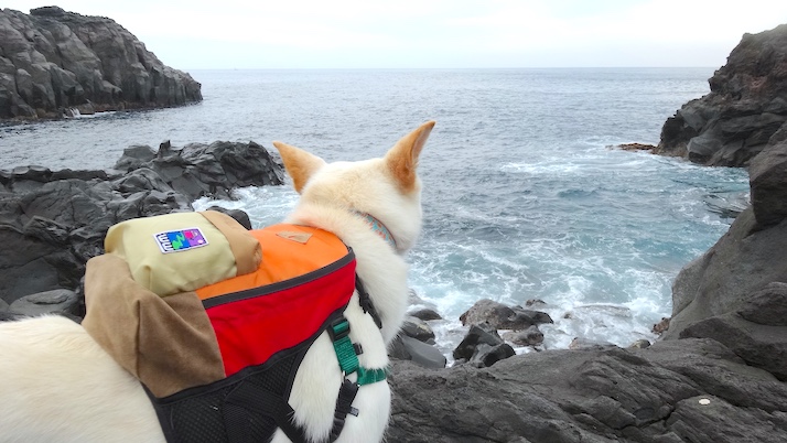 水遊び｜佐倉市の動物病院なら若山動物病院