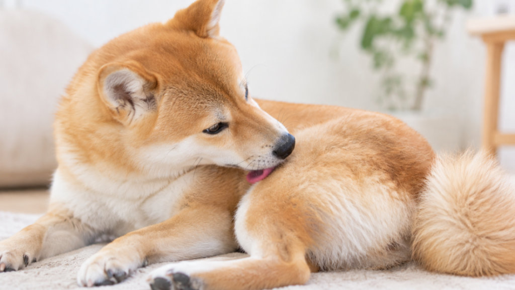 退屈？｜佐倉市の動物病院なら若山動物病院