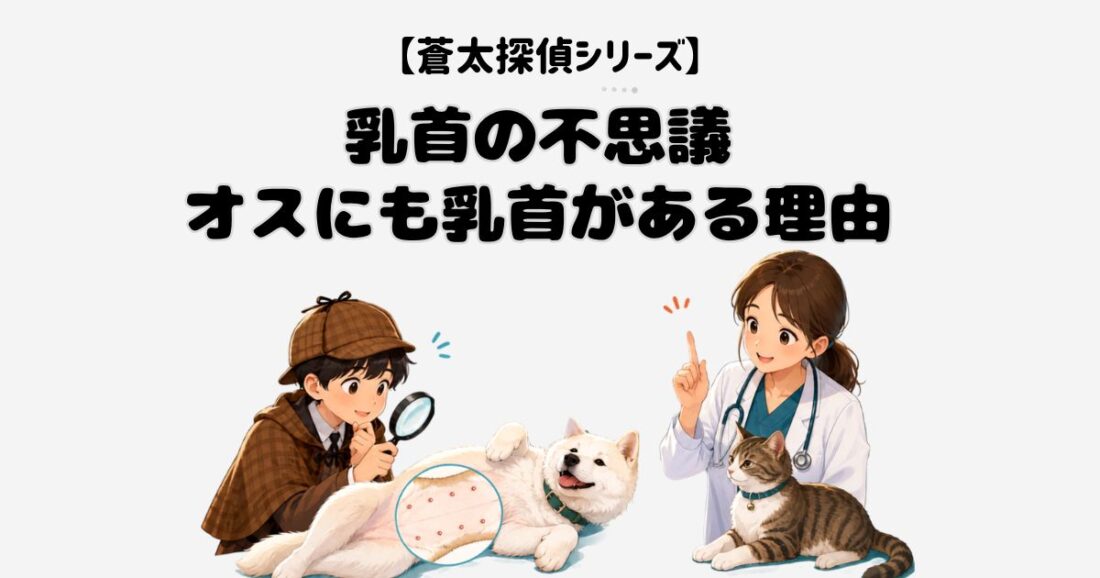 【蒼太探偵シリーズ】乳首の不思議｜オスにも乳首がある理由｜佐倉市の動物病院なら若山動物病院