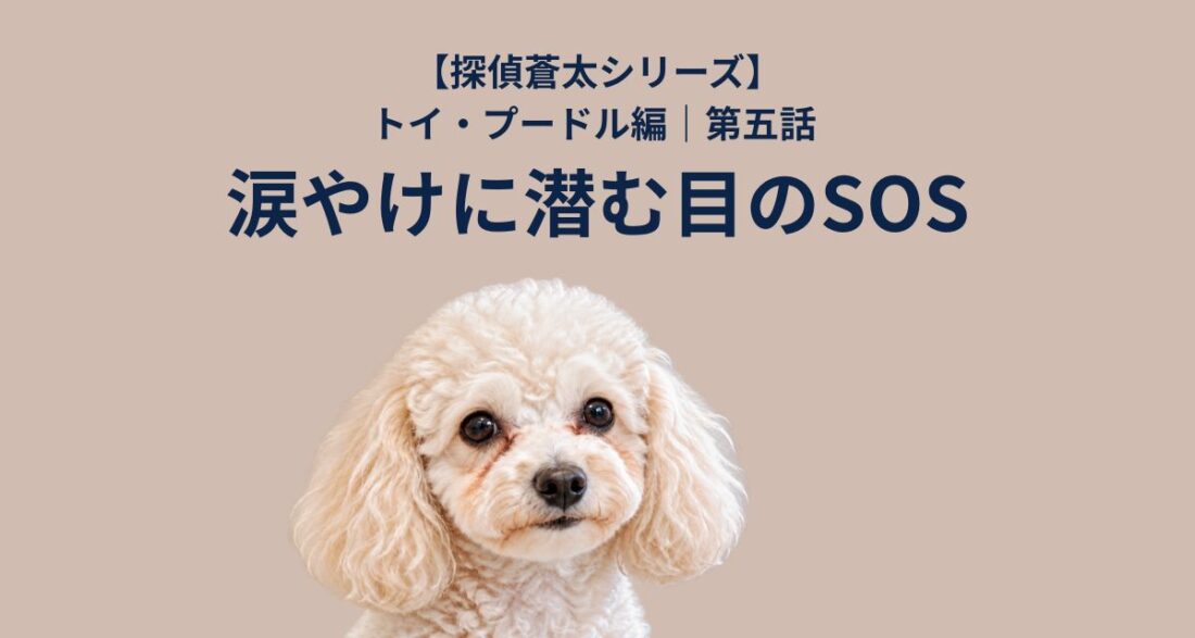 【探偵蒼太シリーズ】トイ・プードル編｜第五話 涙やけに潜む目のSOS｜佐倉市の動物病院なら若山動物病院